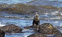 ツメナシカワウソ