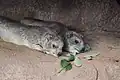 ひなたぼっこ(大阪市天王寺動物園)