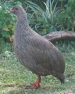 ケアプキジシャコ