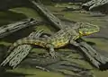 Capetus palustris石炭紀後期のチェコに生息していた原始的な陸生種。全長40センチメートル。