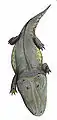 Cyclotosaurus ("Capitosaurus") robustus