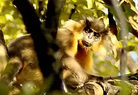マナスのボウシラングール