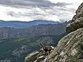 グアダラマ山脈に生息する群れ