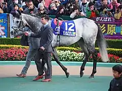 12　カプリ
