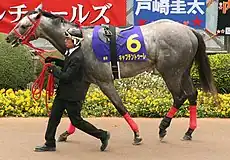 キャプテントゥーレ
