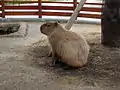 カピバラ