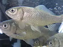ニゴロブナ Carassius buergeri grandoculis(コイ亜科)。琵琶湖の固有亜種で、当地の郷土料理である鮒寿司の原料として利用される