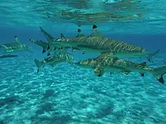 透明度の高い海水