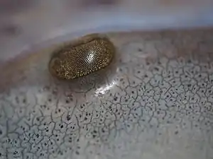 カブトガニ(鋏角類)の複眼