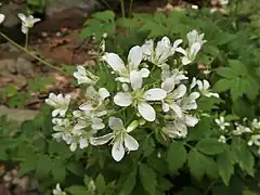 白色の十字形の4弁花をつける。萼片は長卵形で緑色、花弁は長卵形で、基部は細くなる。
