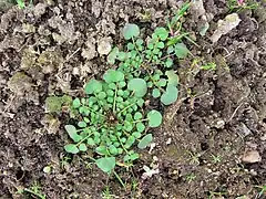 花茎をあげる前の根出葉。