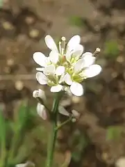 花弁は4弁で白色。雄蕊はふつう4個で葯は黄色。