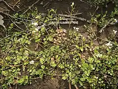 茎は基部からよく分枝し、直立または傾伏し、ふつう無毛まれに基部にわずかに毛が生える。