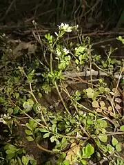 葉はほぼ無毛で互生する。