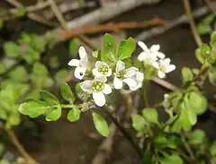 解放花に花弁があり、雄蕊は6個ある。