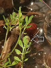 生育環境が河川の氾濫原である場合には、しばしば花弁が退化する閉鎖花となる。⇦左矢印。背景はワンドの水面。