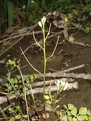 果実は長角果で斜上する果柄に直立してつき、線形になる。