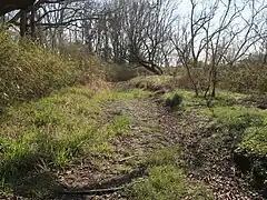 生育環境。旧河道。
