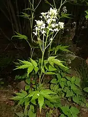 茎は細く直立し、茎先に総状花序をつけ、白色の十字形の4弁花を多数つける。
