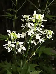 萼片は淡緑色で、背面に毛が生える。花柄にも毛が生える。