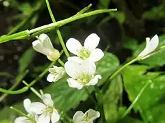 白色の十字形の4弁花は大きく、径1cm近くになる。(新潟県柏崎市)