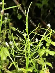 果実は長角果で斜開してつき、線形で無毛、先端につく残存花柱がつく。（新潟県柏崎市）