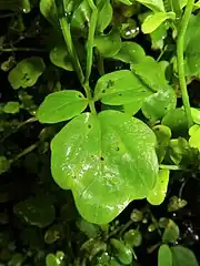 茎の中部につく葉は単葉か3小葉になり、頂小葉は大きく、丸みを帯びた長楕円形になる。（新潟県柏崎市）
