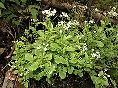 茎の高さが30cmを超える個体群。水がしみ出る河岸段丘崖。(福島県会津地方)