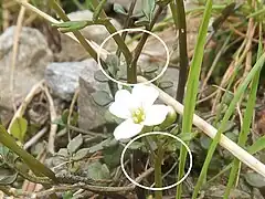 茎葉は互生し、葉柄の基部がやや耳状になって茎を抱く。