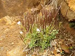 古い、枯れた根出葉の葉柄基部が残る。地上茎は株立になる。長野県八ヶ岳 7月上旬。