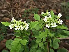 茎先に短い総状花序をつけ、白色の十字形の4弁花をつける。萼片は長楕円形で紫色をおびることが多い。