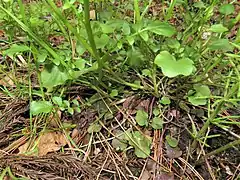 茎の基部は地を這って分枝する。