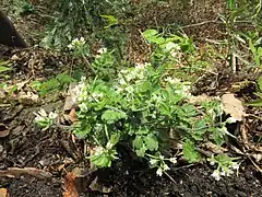 植物体全体に白色の毛が多い。
