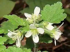 白色の十字形の4弁花を数個つける。萼片、花柄、花柱にも毛が生える。