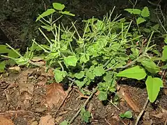 長角果は斜上してつき、広線形で細毛が密に生える。