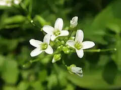 花は大きく、白色の十字形の4弁花を5-10個つける。