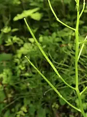 果実は長角果でやや斜上してつき、線形になり、長角果の先端の残存花柱は急に狭くなり、柱頭になる。