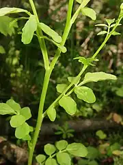 茎、葉は無毛。茎葉の葉柄の基部に茎を抱く耳状の付属体はない