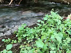 生育環境。渓流のふちに生える。