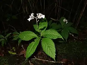葉は互生する。