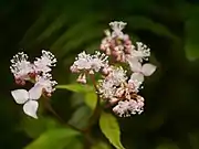 装飾花は3個の花弁状の萼片からなる。