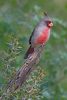 ムネアカコウカンチョウ