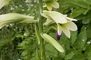 花序。まばらにつく。