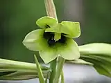 ウバユリの花。つぶれた筒状で開かない。