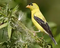 オウゴンヒワCarduelis tristis