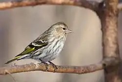 マツノキヒワ