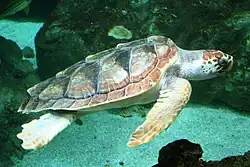 アカウミガメC. caretta