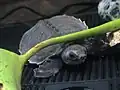 幼体