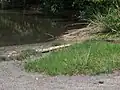 湖岸のヤマタヌキラン群落