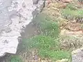 温泉の脇に出現した例岩手県・須川高原温泉